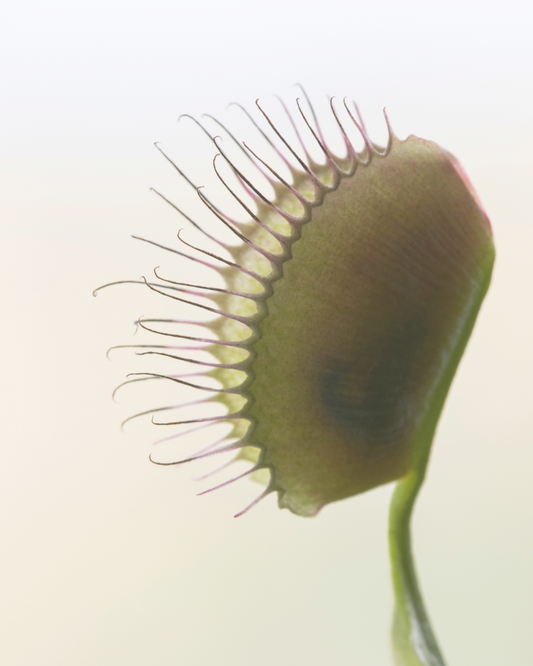 Beauty Rooted in Science: Discover the Power of Plant Peptides by Bentaniq